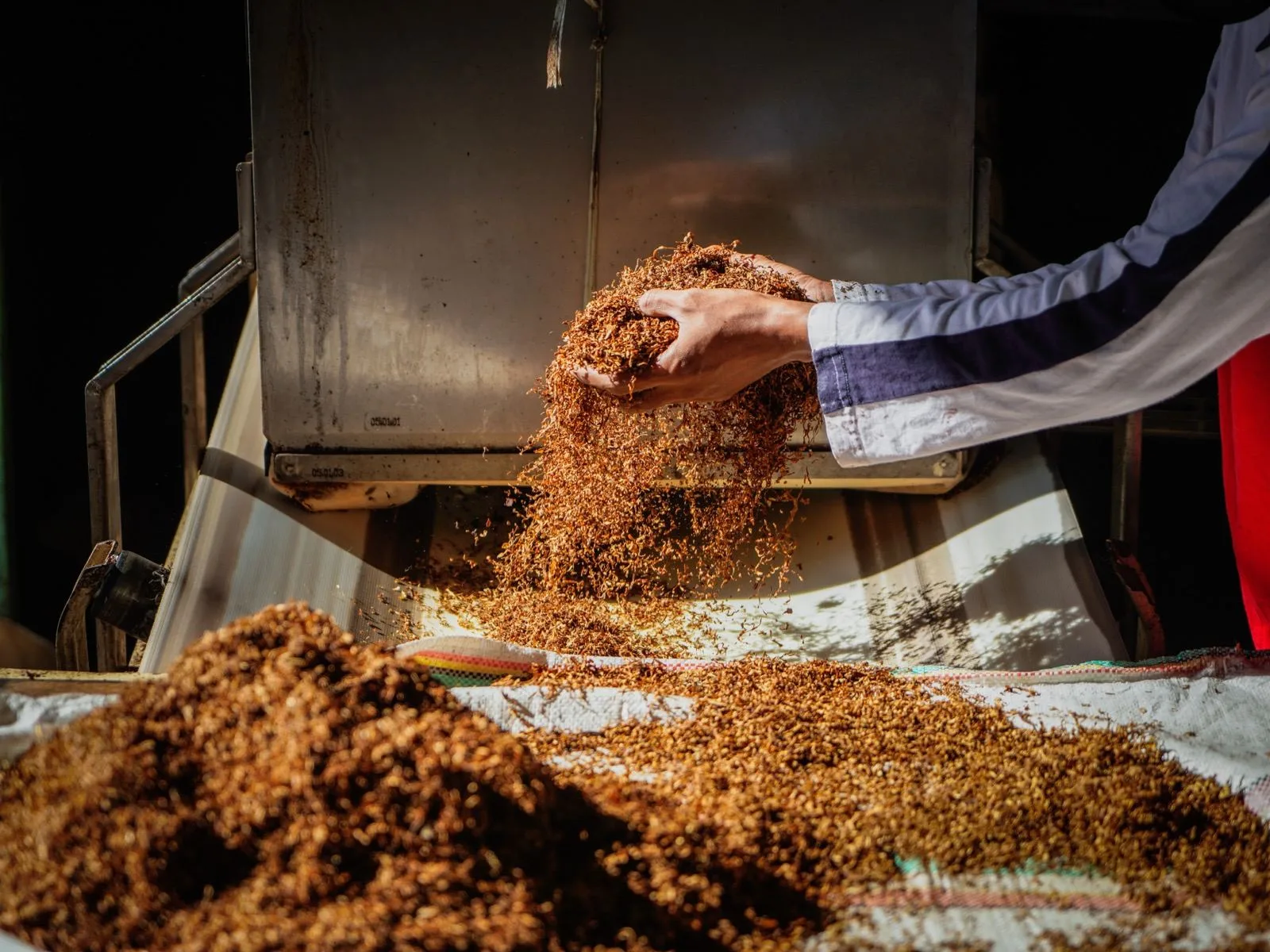 Tobacco leaf falling onto the manufacturing line