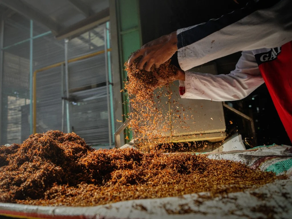 Hands blending tobacco leaves